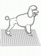 Coloring Pages Poodles Poodle Dog Popular Cute sketch template