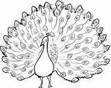 Peacock Outline Drawing Getdrawings sketch template