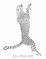 Cheetah sketch template