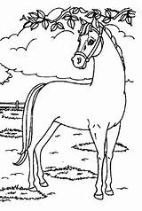 Kleurplaat Paard Paarden Kleurplaten Colorat Cai Konji Bojanke Planse Bojanje Honden Konj Tekeningen Uitprinten Printen Mooiste Downloaden Desen Coloriage Konijn sketch template