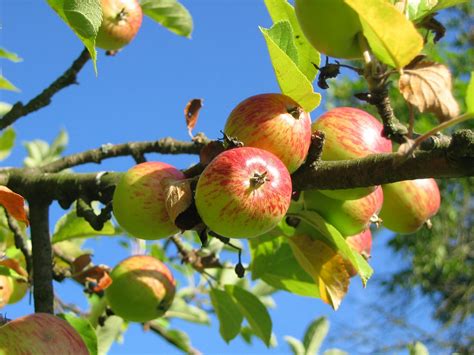 kostenloses foto zum thema aepfel apfelbaum baum