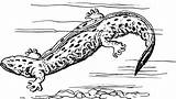 Hellbender Amphibian Drawing Amphibians Vector Salamander Coloring Clipart Pages Animals Frog Svg Transparent Lizzard Clip Axolotl 54kb Aquarium Drawings Illustration sketch template
