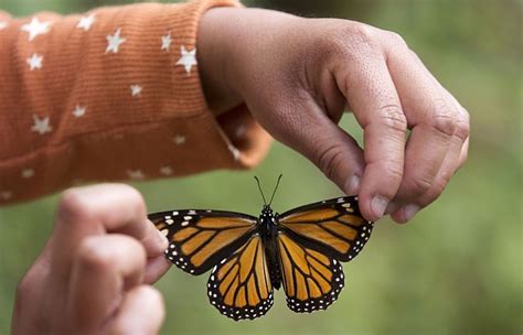 us government to help monarch butterfly the dalles chronicle