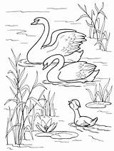 Coloring Ugly Duckling Pages Popular sketch template