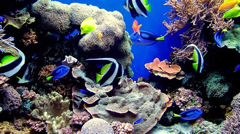 acuarios marinos  de arrecife acuarios naturales