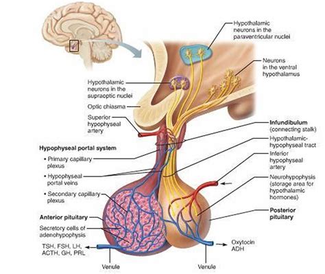 pituitary gland function disorders pituitary gland tumors