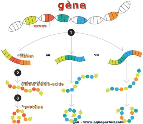 gene definition illustree  explications