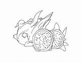 Masha Batkova Dragonfruit sketch template