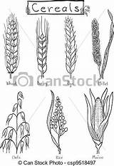 Millet Clipart Illustration Clipground Wheat Barley Cereals Rye Drawn Hand sketch template