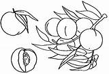 Frutas Ciruelas Ciruela Verduras Dibujos Comidas sketch template