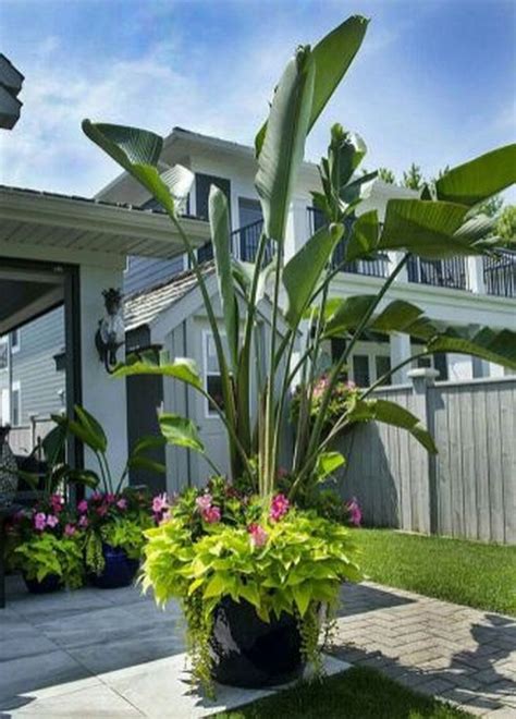 gorgeous tropical garden plants ideas   home decor full sun