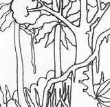 Rainforest Sheets Viidakko Rainforests sketch template