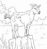 Coloring Goat Pages Goats Realistic Printable Drawing Domestic Cute Ibex Alpine Boer Animal Mountain Colouring Kids Supercoloring Color Drawings Baby sketch template