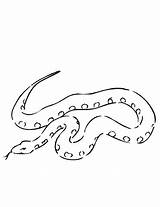 Boa Constrictor Serpiente Constrictora sketch template