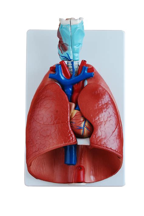 larynx heart and lung model