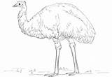 Emu Drawing Coloring Printable Animals Pages Emus Kids Supercoloring sketch template