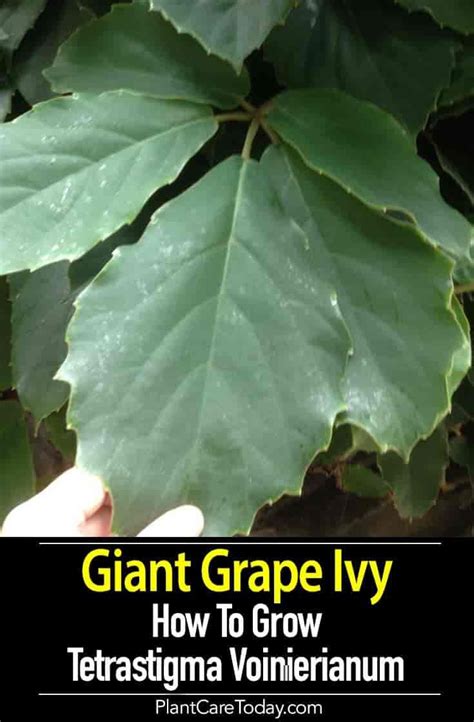 growing tetrastigma voinierianum  chestnut vine