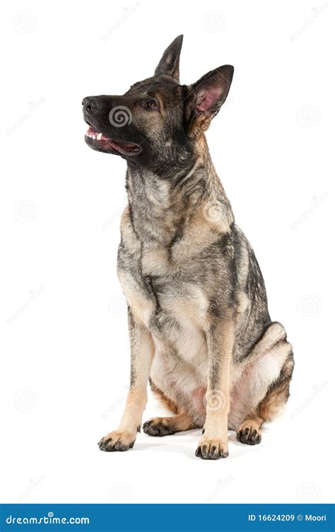 grey german shepherd dog stock image image  agile