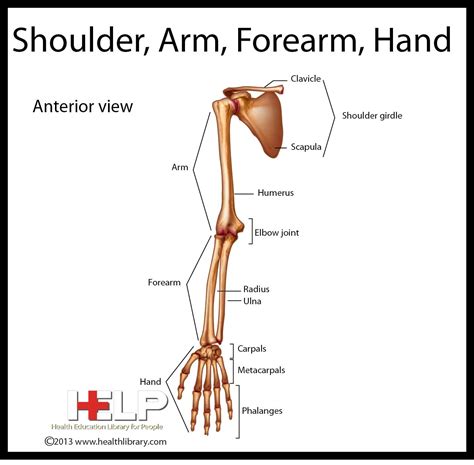 shoulder arm forearm hand upper limb anatomy body systems health library