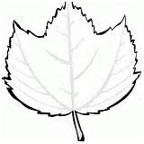 Coloring Striped Maple Rowan Leaf sketch template