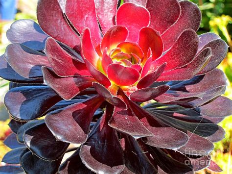 Red Succulent Plant Photograph By Lena Photo Art