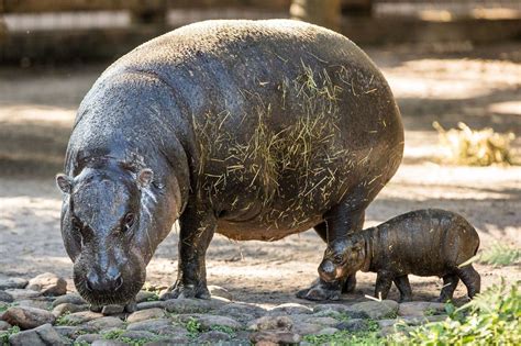 rare pygmy hippo born  tampas lowry park zoo west orange nj news