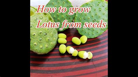 grow lotus   seeds youtube