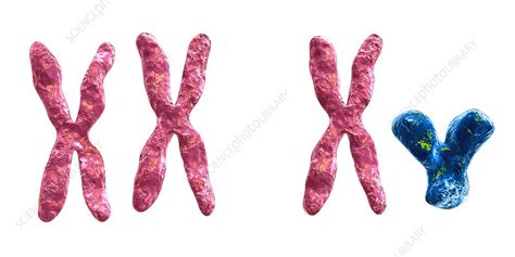 sex chromosomes illustration stock image c026 0878 science photo