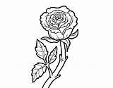 Wild Rose Coloring Coloringcrew sketch template