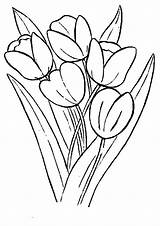 Coloring Pages Tulips Farm Bunga Growing Tulip Gambar Template Drawing Choose Board sketch template