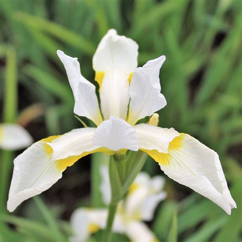 siberian iris snow queen easy  grow bulbs