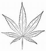 Ausmalbilder Foglia Colorare Marihuana Zeichnung Blatt Disegno Zeichnen Cannabis Hanfblatt Blätter Skizze Ausmalbild Hiervas Drogas Anfänger Blumen Schablone Kurse Doodle sketch template