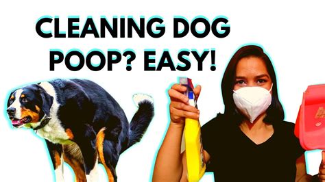 clean dried dog poop  tile updated september  wikidoggia