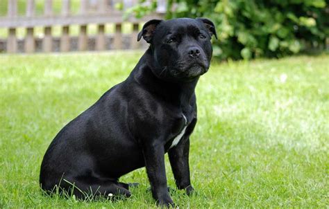 staffordshire bull terrier dog breeds facts advice pictures