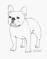Bulldog French Drawing Frenchie Franse Bulldogs Sketches Puppies Buldog Hond Terrier Charcoal Outline Contour sketch template