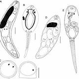 Trematodes Larval Redia sketch template