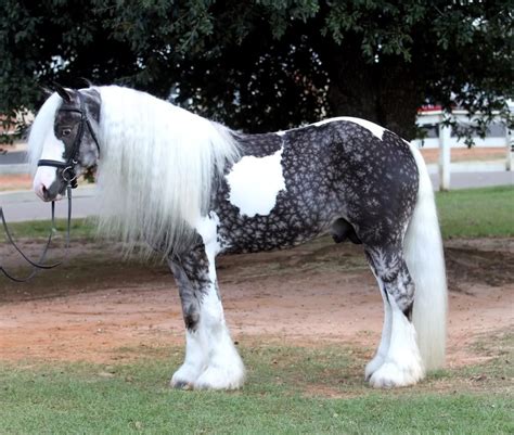 beautiful gypsy vanner dapple gray horse   pretty horses