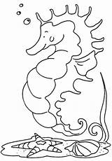 Colorat Coloriage Caluti Animale Zeepaard Hippocampe Imagini Planse P24 Cal Koniki Morskie Kolorowanki Konik Morski Primiiani Desene Coloriages sketch template