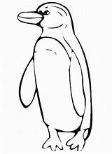 Coloring Pages Penguins Print Penguin Color Kids Animal sketch template