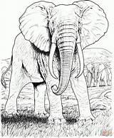 Ausmalbilder Elefant Elefanten Malvorlage sketch template