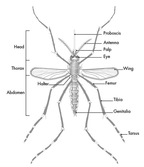 insect antenna parts