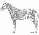 Horse Muscles Superficial Anatomy Equine Lateral Musculature Veterinary Line Carlson License sketch template