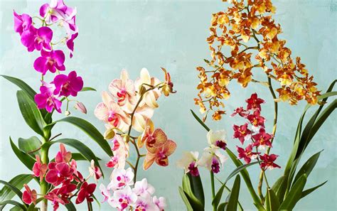How To Care For Orchids Better Homes And Gardens