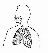 Coloring Respiratory System Clipart Respiratorio Apparato Line Library Popular sketch template