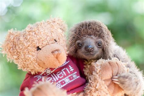cute sloth pictures adorable   sloths readers digest