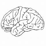Neuroscience Hersenen Lichaam Menselijk sketch template
