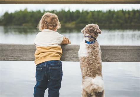 hond kinderen tips voor een goede verhouding hondenlachnl