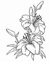 Flower Jasmine Drawing Coloring Pages Drawings Freecoloringpages Paintingvalley Choose Board sketch template