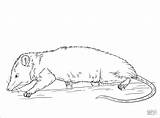 Opossum Opossums Mole Rat Kangaroo Ausmalbild Designlooter Coloringbay Coloriages Printmania sketch template