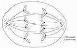 Anaphase Mitosis During Phases Happens R5 Cf2 Rackcdn sketch template